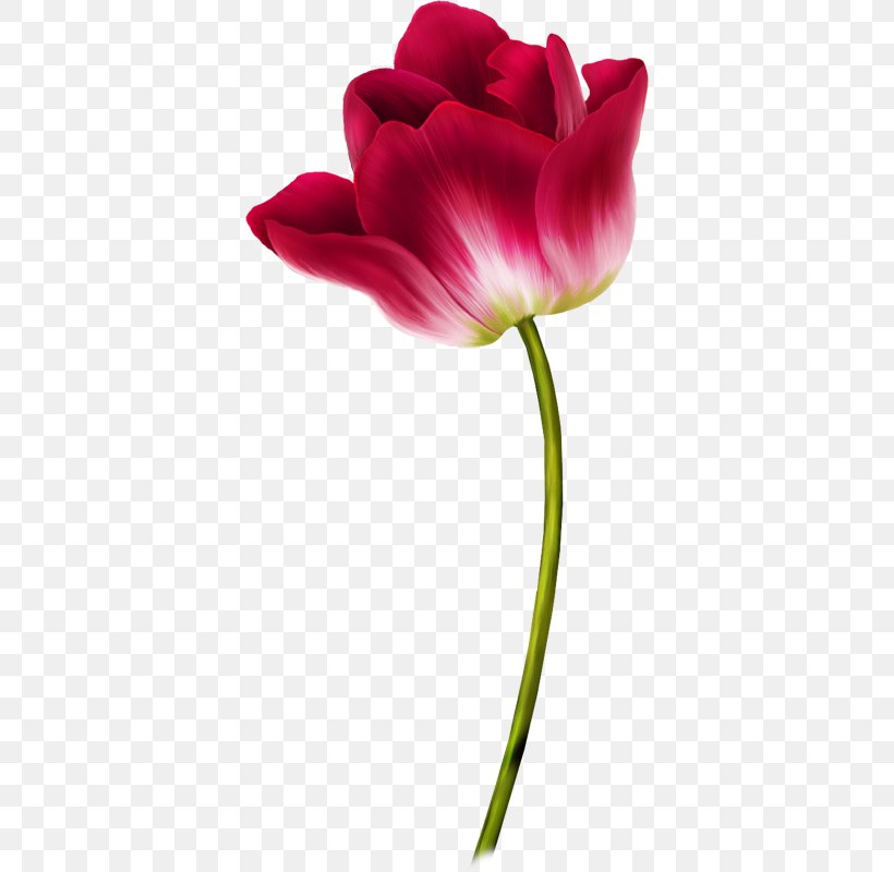 Tulip Flower Clip Art, PNG, 370x800px, Tulip, Close Up, Cut Flowers, Flower, Flowering Plant Download Free