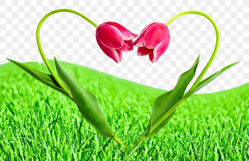 Flower Love Tulip Stock Photography, PNG, 4000x2581px, Flower, Flower Bouquet, Grass, Green, Heart Download Free