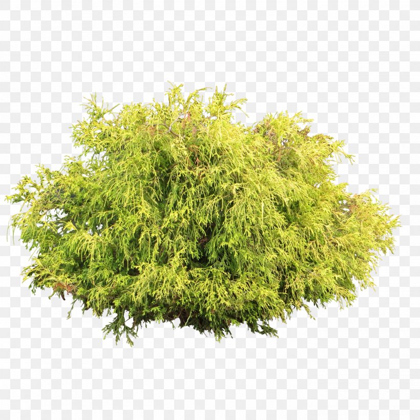 Shrub Tree Juniper, PNG, 2805x2805px, Shrub, Barberry, Cypress Family, Evergreen, Grass Download Free