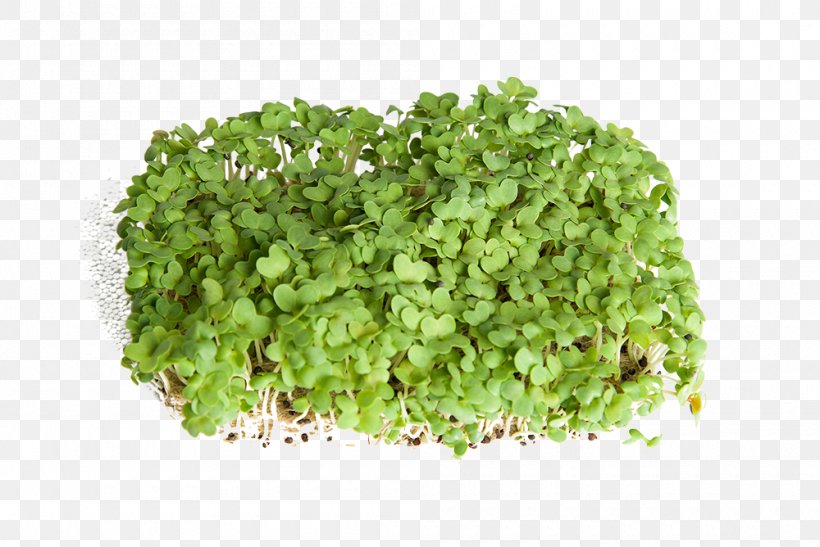 Stock Photography Lettuce Royalty-free, PNG, 1000x668px, Stock Photography, Broccoli, Food, Grass, Health Download Free