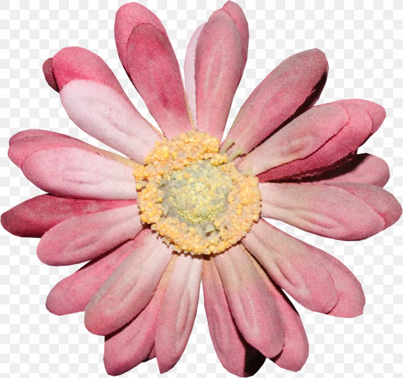 Cut Flowers Transvaal Daisy Chrysanthemum Daisy Family, PNG, 1200x1128px, Flower, Chrysanthemum, Chrysanths, Common Daisy, Cut Flowers Download Free