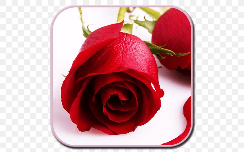 Desktop Wallpaper Rose Flower Bouquet, PNG, 512x512px, Rose, China Rose, Close Up, Com, Cut Flowers Download Free