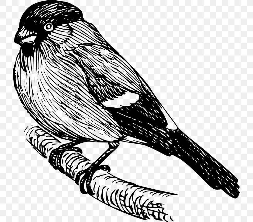Finches Bird Clip Art, PNG, 736x720px, Finches, Art, Beak, Bird, Bird Of Prey Download Free