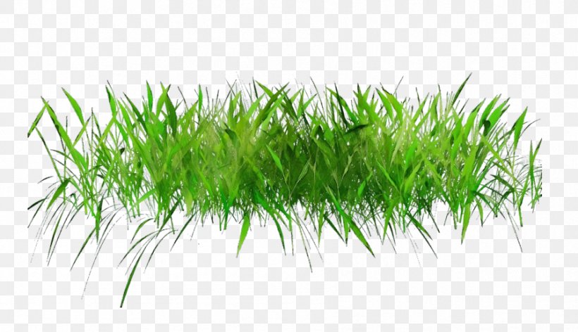 Green Grass Background, PNG, 899x518px, Watercolor, Adobe, Adobe Lightroom, Aquarium Decor, Art Download Free