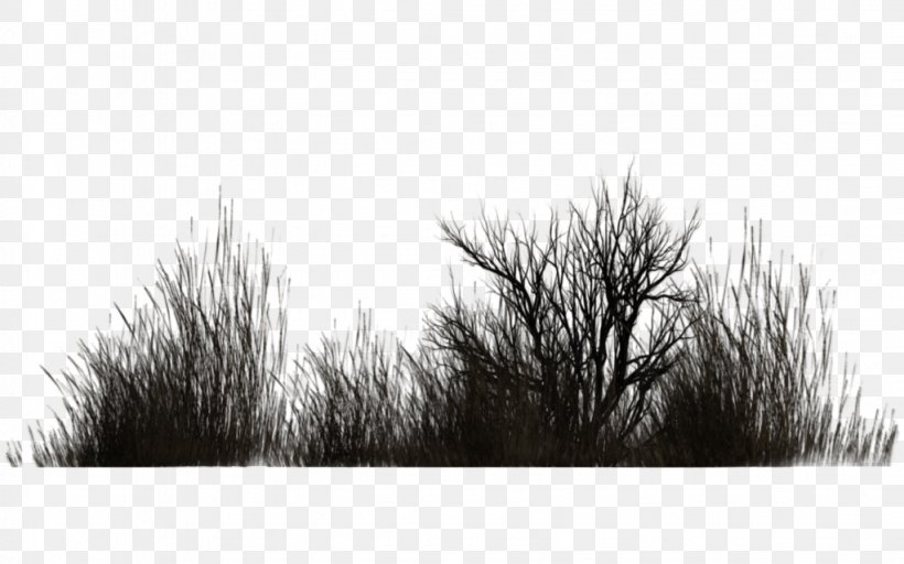 Vegetation Shrub Plant Tree Winter, PNG, 1023x639px, Vegetation, Black And White, Branch, Grass, Lawn Download Free