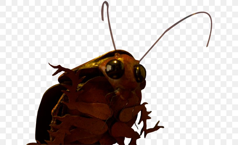 Cockroach Artist Insect Pollinator, PNG, 655x500px, Cockroach, Anarchy, Art, Arthropod, Artist Download Free