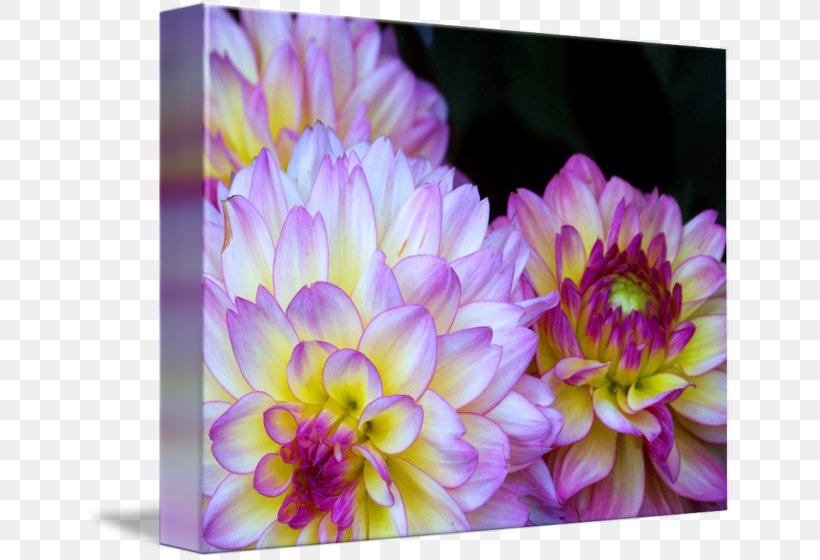 Dahlia Floristry Chrysanthemum Petal, PNG, 650x560px, Dahlia, Aster, Chrysanthemum, Chrysanths, Daisy Family Download Free