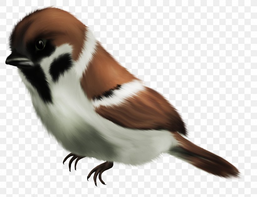 House Sparrow Bird Clip Art, PNG, 1951x1497px, House Sparrow, Animal, Beak, Bird, Fauna Download Free