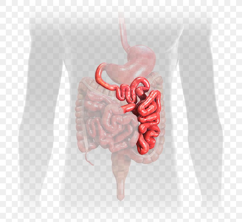 Jejunum Small Intestine Duodenum Gastrointestinal Tract Ileum, PNG, 757x751px, Watercolor, Cartoon, Flower, Frame, Heart Download Free