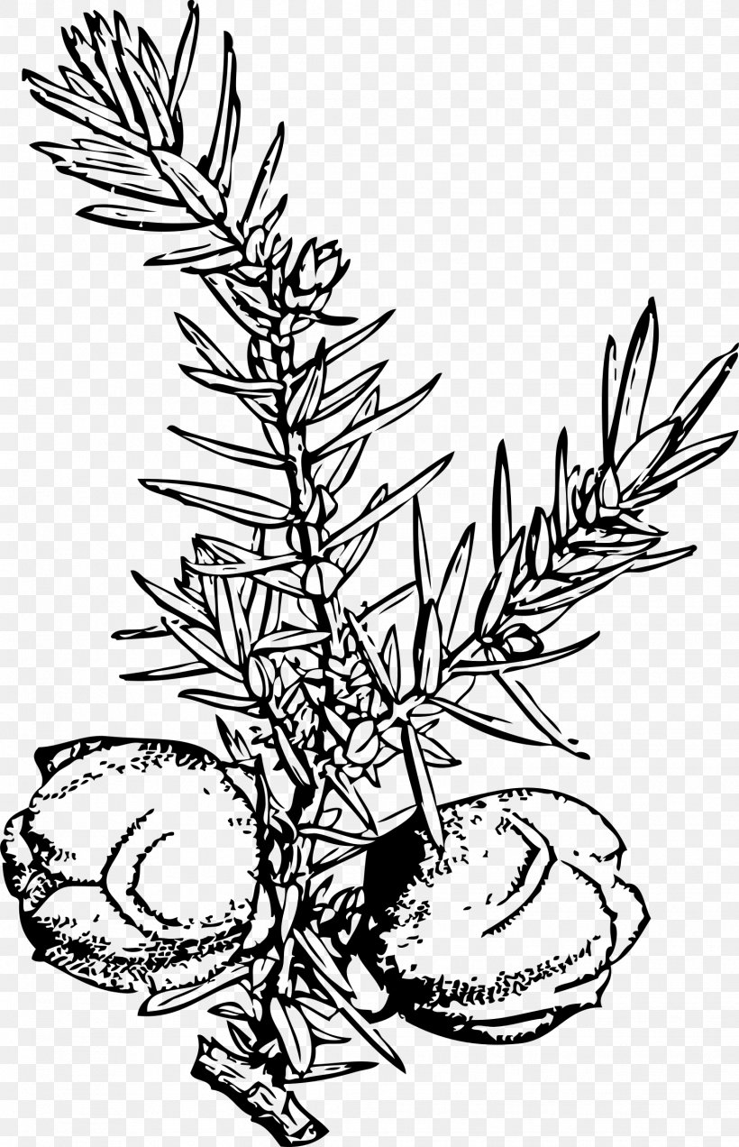 Juniper Berry Drawing Clip Art, PNG, 1546x2400px, Juniper Berry, Artwork, Berry, Black And White, Blueberry Download Free