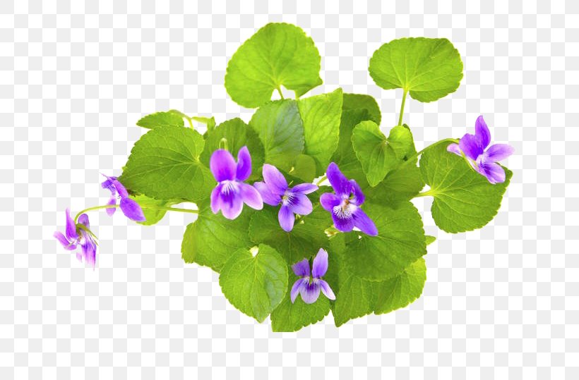 Violet Stock Photography, PNG, 746x539px, Violet, African Violet, Alamy, Annual Plant, Flower Download Free