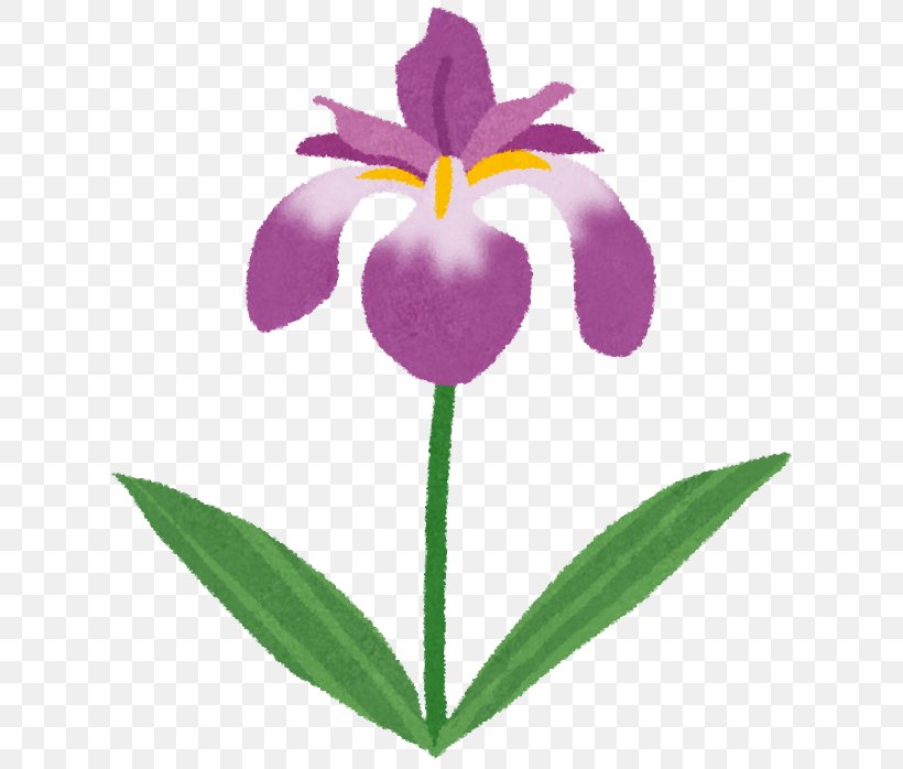 Iris Sanguinea Iris Ensata Var. Ensata Keitokuen Adult Day Care Illustration Iris Family, PNG, 639x698px, Watercolor, Cartoon, Flower, Frame, Heart Download Free