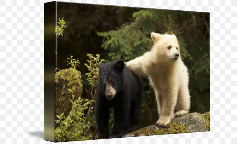 Polar Bear Canada Animal Wildlife, PNG, 650x500px, Polar Bear, Animal, Animal Sauvage, Area, Bear Download Free