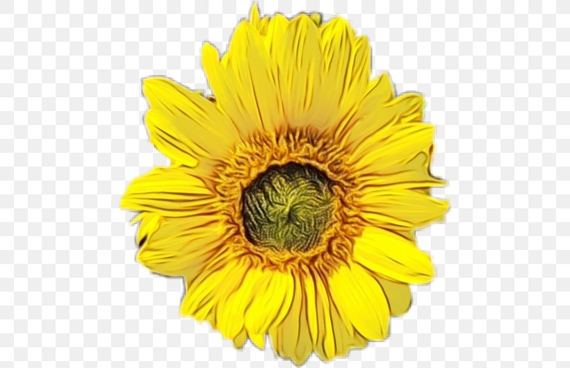 Sunflower, PNG, 478x530px, Watercolor, Barberton Daisy, Cut Flowers, Flower, Flowering Plant Download Free