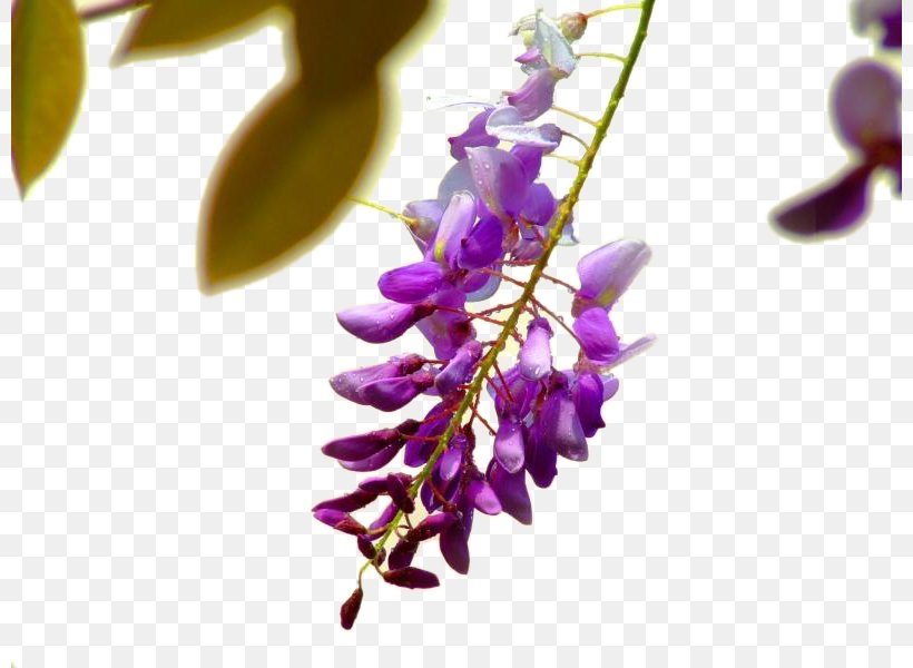 Wisteria Sinensis Flower Violet Euclidean Vector, PNG, 800x600px, Wisteria Sinensis, Branch, Color, Flora, Flower Download Free