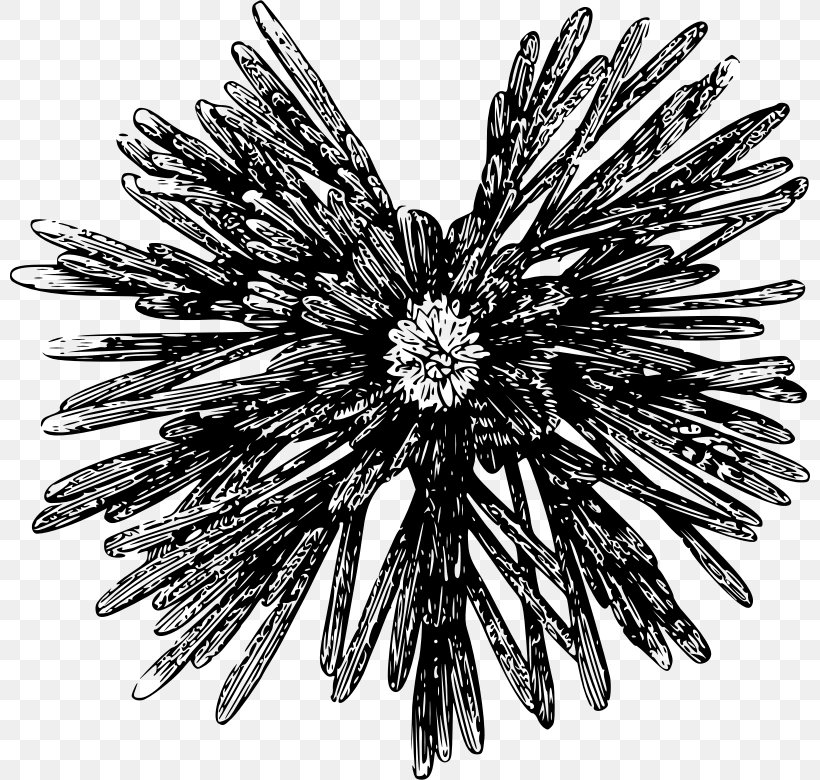 Sea Urchin Clip Art, PNG, 800x780px, Sea Urchin, Black And White, Chart, Color, Dahlia Download Free