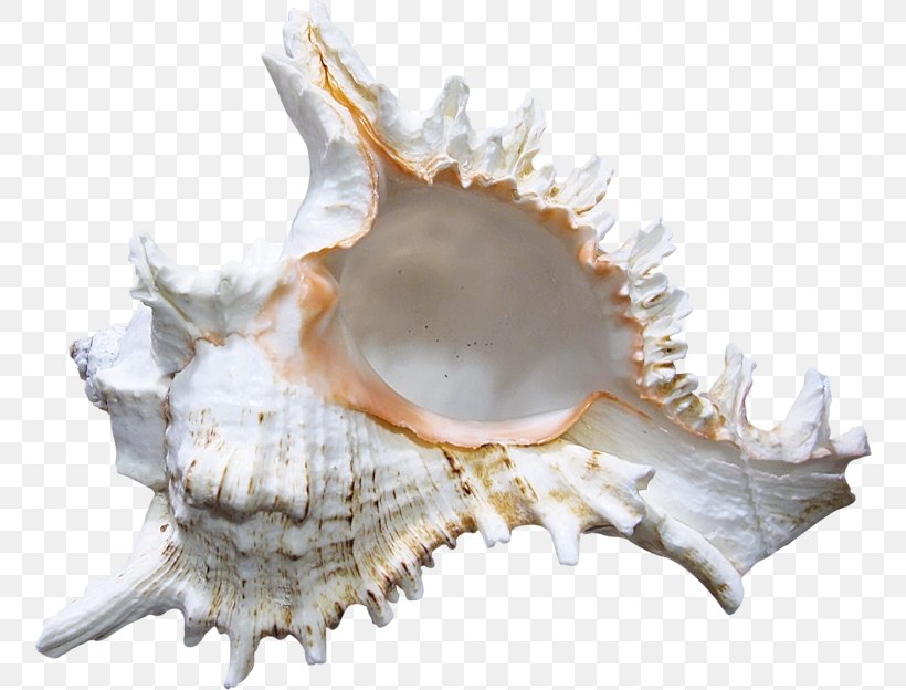 Seashell Conch, PNG, 758x624px, Seashell, Blog, Clams Oysters Mussels And Scallops, Cockle, Conch Download Free