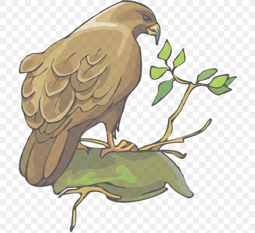 Bird Bird Of Prey Kite Golden Eagle Beak, PNG, 703x750px, Bird, Beak, Bird Of Prey, Eagle, Falcon Download Free