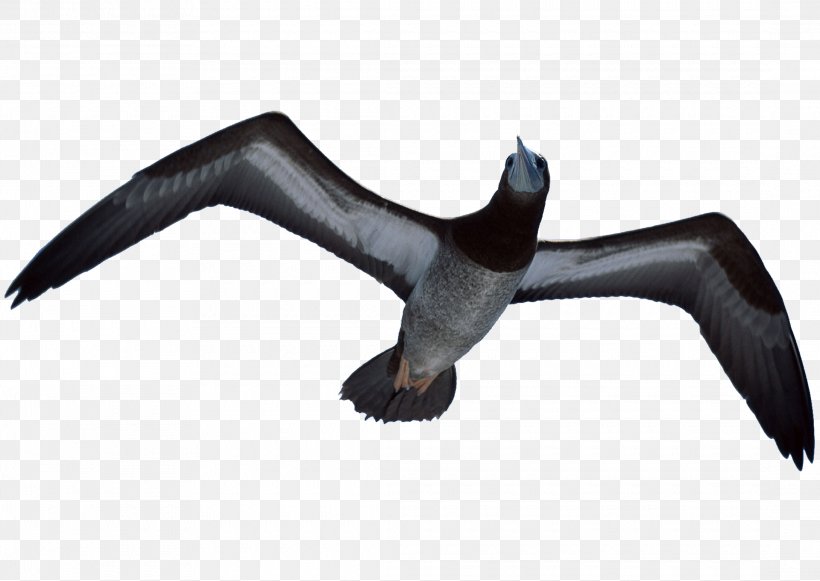 Bird Falconry Hawk, PNG, 2180x1547px, Bird, Beak, Eagle, Falcon, Flight Download Free