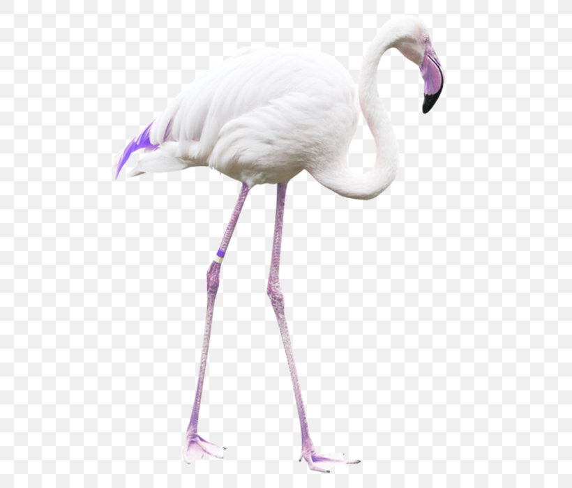 Bird Greater Flamingo Crane, PNG, 700x700px, Bird, Beak, Common Ostrich, Crane, Crane Like Bird Download Free