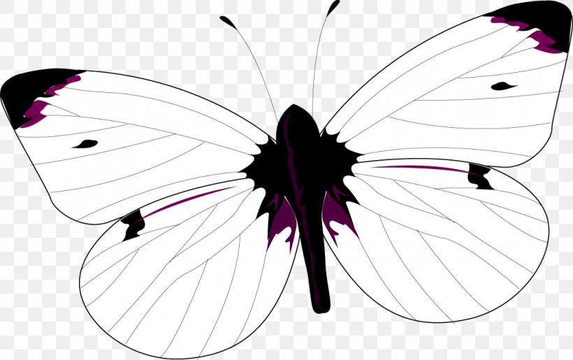 Brush-footed Butterflies Graphics Illustration Symmetry Design, PNG, 1081x679px, Brushfooted Butterflies, Arthropod, Brush Footed Butterfly, Butterfly, Design M Download Free