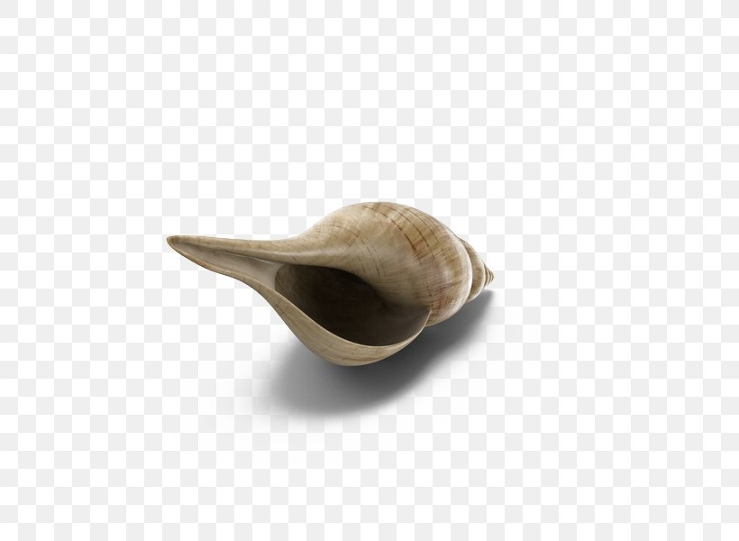 Cockle Clam Download, PNG, 600x600px, 3d Computer Graphics, Cockle, Clam, Clams Oysters Mussels And Scallops, Fasciolaria Download Free