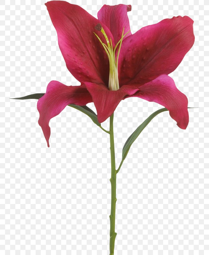 Flower, PNG, 746x1000px, Flower, Alstroemeriaceae, Cut Flowers, Drawing, Flowering Plant Download Free