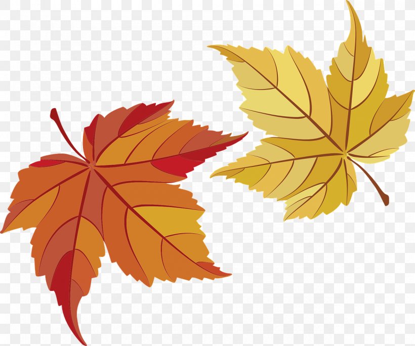 Maple Leaf Maple Leaf, PNG, 1280x1068px, Leaf, Autumn, Autumn Leaf Color, Flowering Plant, Gratis Download Free