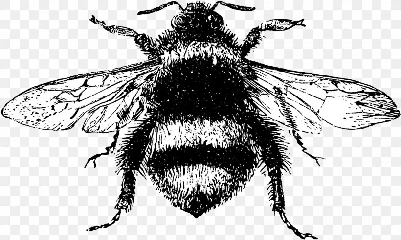 Bumblebee Illustration Drawing Image, PNG, 1800x1076px, Bee, Art, Arthropod, Beetle, Biological Illustration Download Free