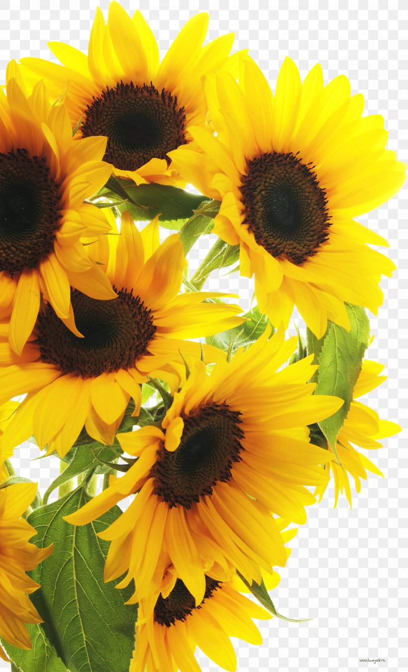 Clip Art Photography Image Common Sunflower, PNG, 3335x5487px, Photography, Annual Plant, Common Sunflower, Cut Flowers, Daisy Family Download Free
