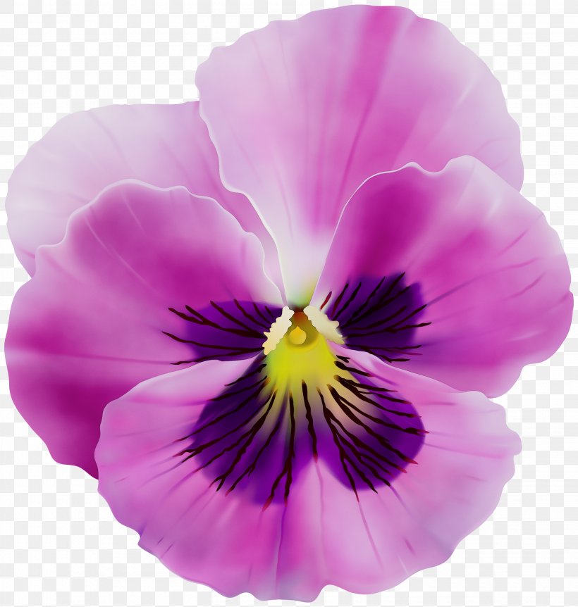 Flower Flowering Plant Petal Violet Pansy, PNG, 2852x3000px, Watercolor, Flower, Flowering Plant, Paint, Pansy Download Free