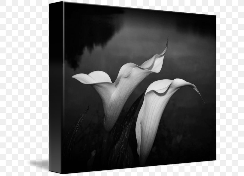 Monochrome Photography Still Life Photography, PNG, 650x593px, Photography, Black, Black And White, Black M, Computer Download Free