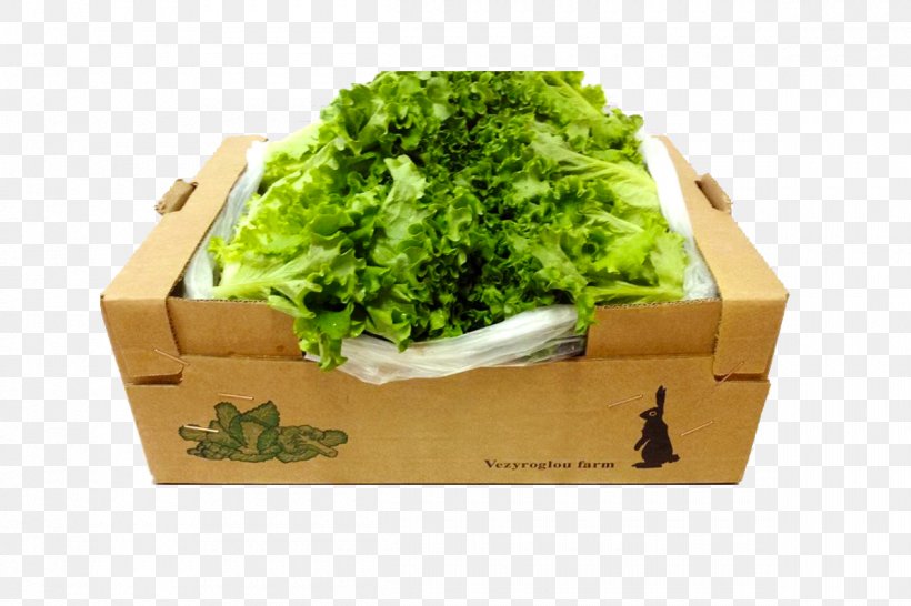 Romaine Lettuce Vegetarian Cuisine Spring Greens Leaf Vegetable, PNG, 1200x800px, Romaine Lettuce, Flowerpot, Food, Herb, La Quinta Inns Suites Download Free