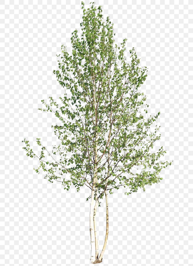 Tree Woody Plant Shrub, PNG, 650x1129px, Tree, Artlantis, Autodesk 3ds Max, Birch, Birch Family Download Free