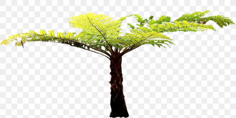 Twig Tree Fern Plant Stem, PNG, 900x450px, Twig, Arecaceae, Arecales, Branch, Fern Download Free