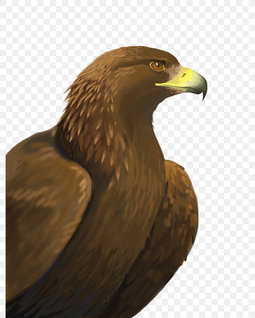 Bald Eagle Bird Of Prey Golden Eagle, PNG, 783x1021px, Bald Eagle, Accipitriformes, Art, Beak, Bird Download Free