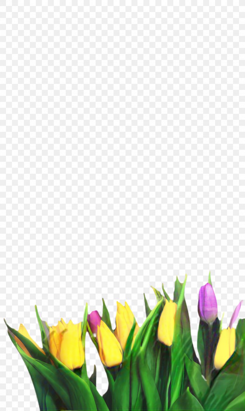 Flowers Background, PNG, 1544x2584px, Tulip, Blossom, Bud, Crocus, Cut Flowers Download Free