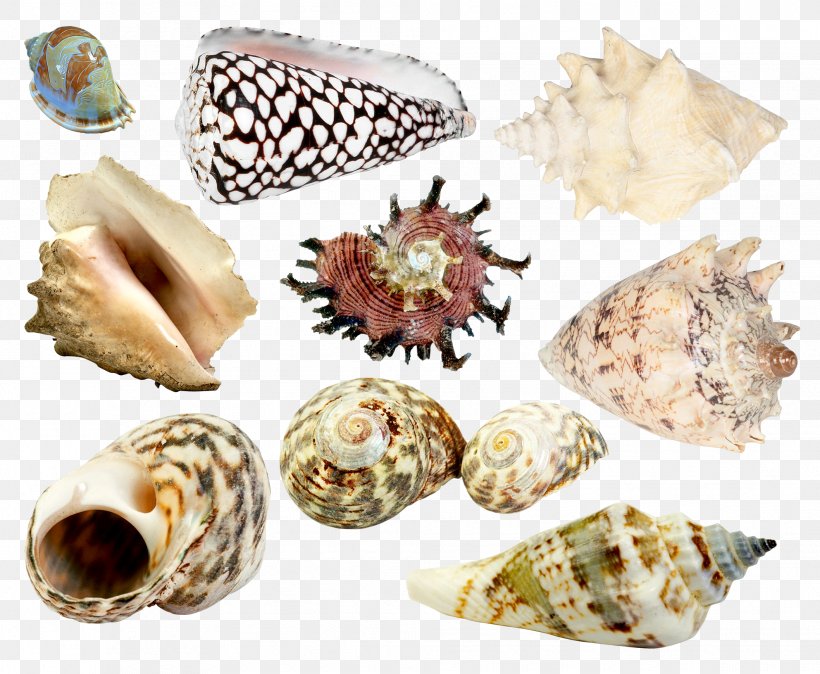Seashell Sea Snail Clip Art, PNG, 1984x1632px, Seashell, Animal Product, Balcis Grandis, Clam, Clams Oysters Mussels And Scallops Download Free