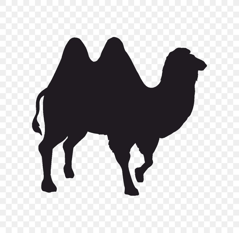Silhouette Camel Black And White, PNG, 800x800px, Silhouette, Black And White, Camel, Camel Like Mammal, Depositphotos Download Free