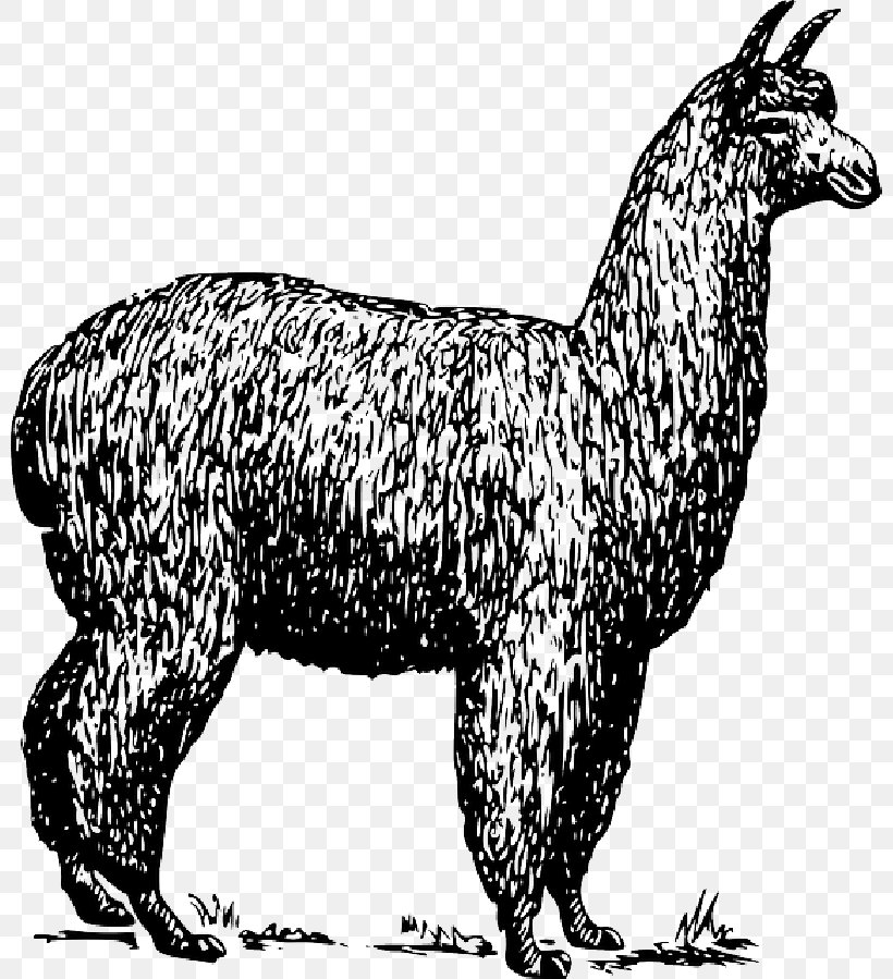 Alpaca Llama Vector Graphics Clip Art Drawing, PNG, 800x899px, Alpaca, Animal Figure, Black And White, Camel Like Mammal, Carnivoran Download Free