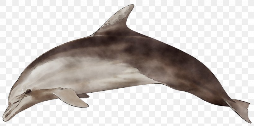 Common Bottlenose Dolphin Short-beaked Common Dolphin Spinner Dolphin Striped Dolphin, PNG, 2039x1016px, Common Bottlenose Dolphin, Atlantic Spotted Dolphin, Bottlenose Dolphin, Cetacea, Cetaceans Download Free