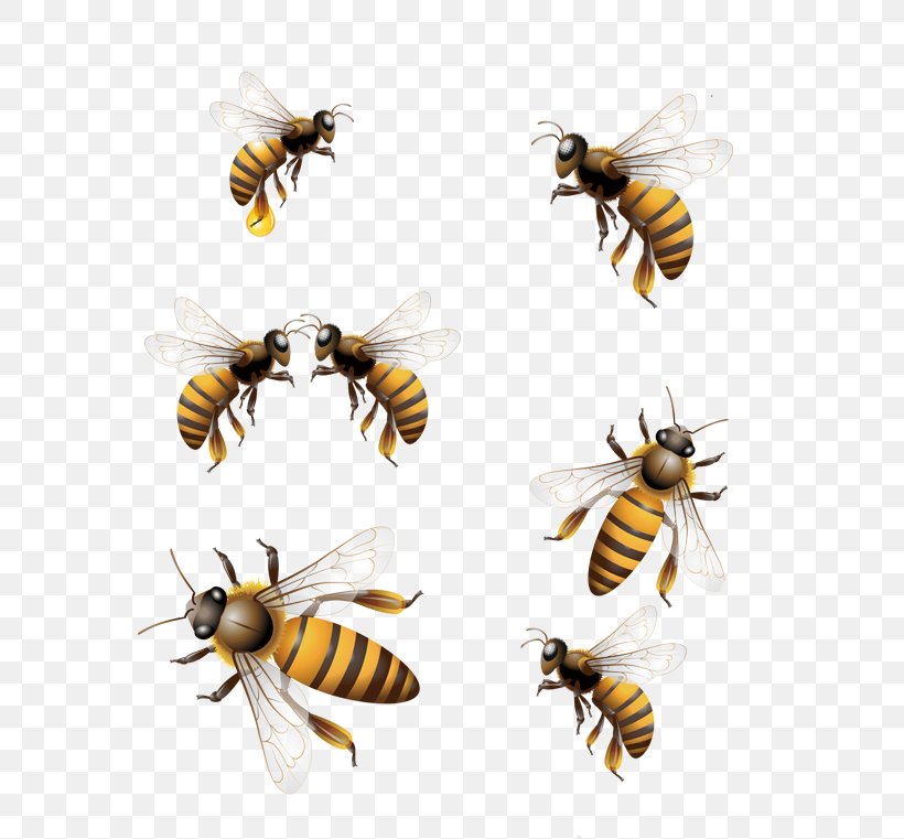 Honey Bee Hornet Worker Bee, PNG, 700x761px, Honey Bee, Arthropod, Bee, Bumblebee, Fly Download Free