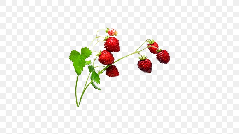 Musk Strawberry Aedmaasikas, PNG, 566x462px, Strawberry, Aedmaasikas, Animation, Auglis, Berry Download Free