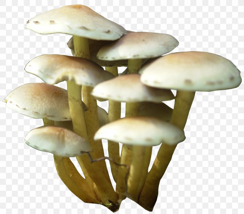 Oyster Mushroom Pleurotus Eryngii Pleurotus Pulmonarius, PNG, 1141x1000px, Oyster Mushroom, Common Mushroom, Edible Mushroom, Food, Hyperlink Download Free