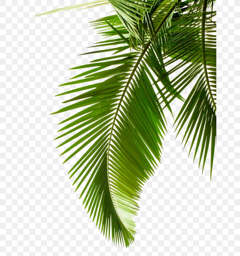Palm Tree, PNG, 658x873px, Tree, Arecales, Branch, Elaeis, Flower Download Free
