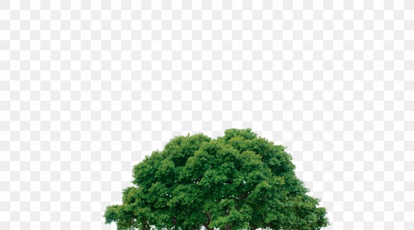 Tree Desktop Wallpaper Image File Formats Clip Art, PNG, 1600x892px, Tree, Arborist, Evergreen, Grass, Green Download Free