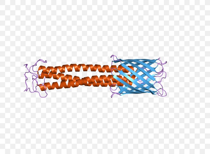 Trimeric Autotransporter Adhesin Bacterial Adhesin Protein Trimer Haemophilus Influenzae, PNG, 800x600px, Protein Trimer, Autotransporter Domain, Bacteria, Bacterial Outer Membrane, Biology Download Free