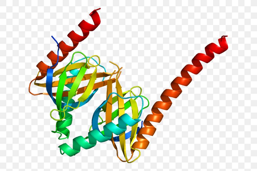 APPL1 Signal Transducing Adaptor Protein Endosome OCRL, PNG, 687x547px, Protein, Apolipoprotein A1, Body Jewelry, Endosome, Gene Download Free