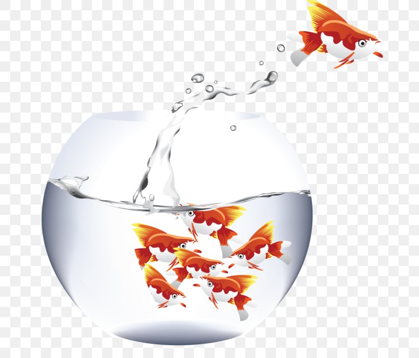 Aquarium Fishkeeping Goldfish Pet, PNG, 681x700px, Aquarium, Animal, Crucian Carps, Fish, Fishkeeping Download Free