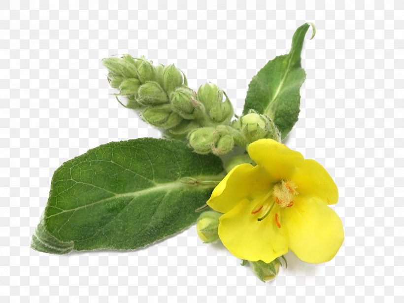 Mullein Pharmaceutical Drug Herb Chronic Obstructive Pulmonary Disease Plant, PNG, 2800x2100px, Mullein, Bronchus, Calendula Officinalis, Disease, Health Download Free